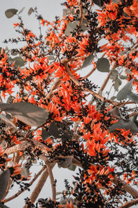 Low angle view of orange flowering tree