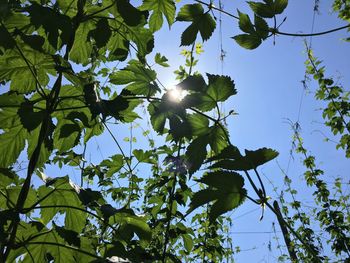 Low angle view of flower tree against sky