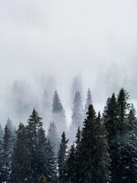 Pine trees in forest during winter