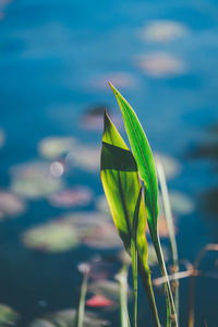 Close-up of fresh green plant