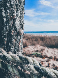 Close-up of lichen on tree trunk by sea against sky