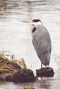 Bird perching on a lake