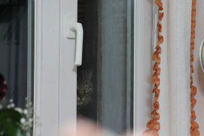 Close-up of a cat