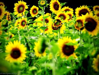 Close-up of sunflowers blooming outdoors