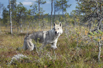 Wolf looking away while standing on land