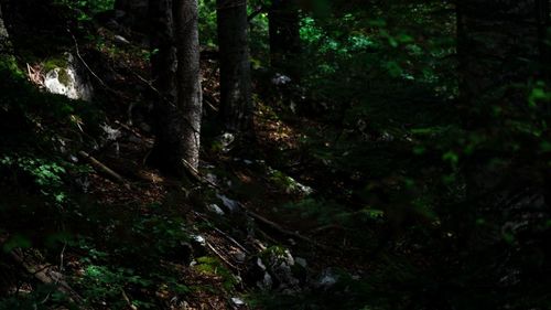 Trees growing in forest