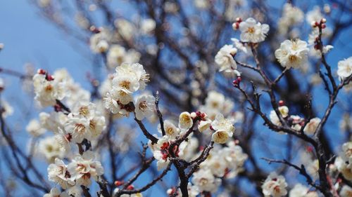 Low angle view of cherry blossoms