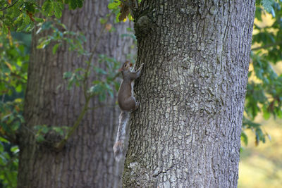 Close-up of squirrel on tree trunk