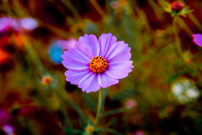 Close-up of purple flower