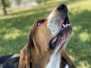 Close-up portrait of dog in the park