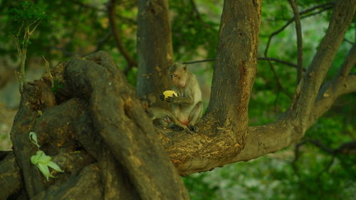 View of monkey on tree trunk