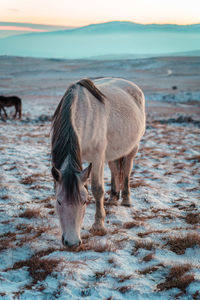 The horse eats grass during the golden hour