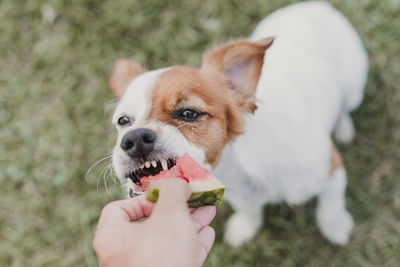 Cropped hand feeding watermelon to dog on ground