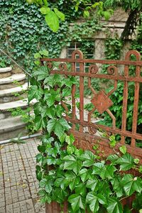 Ivy growing on wooden wall