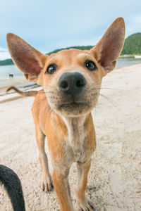 Close-up portrait of dog sticking out tongue on land