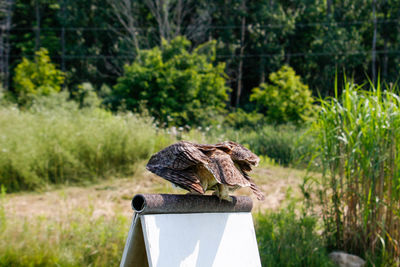 Bird perching on wooden post