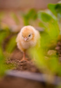 Close-up of young bird on a land