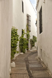 Narrow alley amidst buildings in city