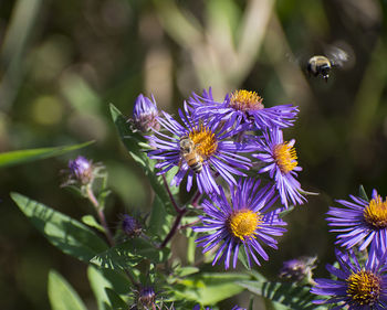 Close-up of purple flowers blooming outdoors