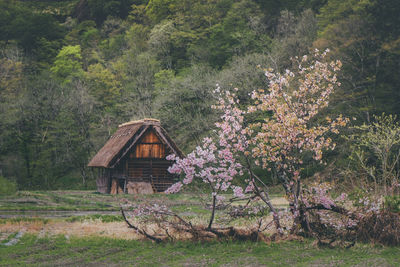 Traditional japan house 