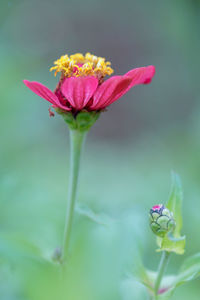 Close-up of pink flower