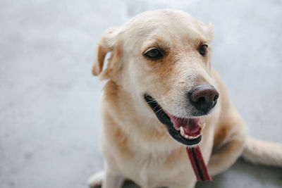 Close-up portrait of a dog