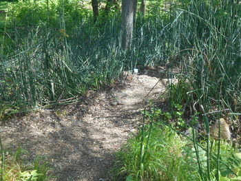 plant