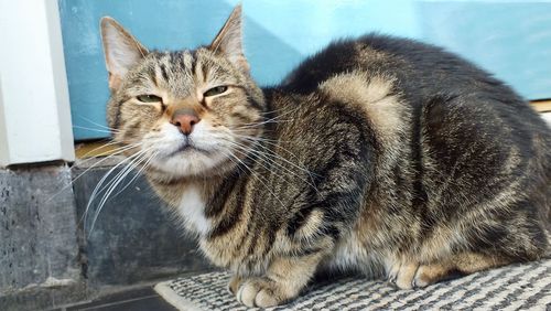 Close-up portrait of a cat looking away