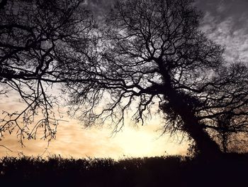 Silhouette tree against sky during sunset