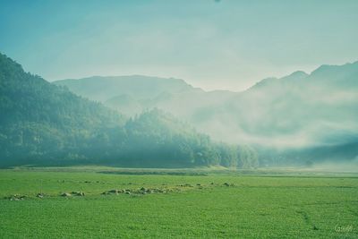 Scenic view of field against sky