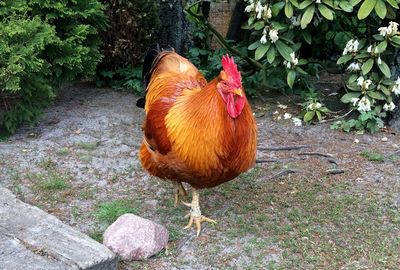 Close-up of rooster in farm