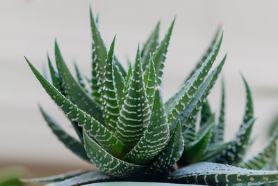 Close-up of succulent plant