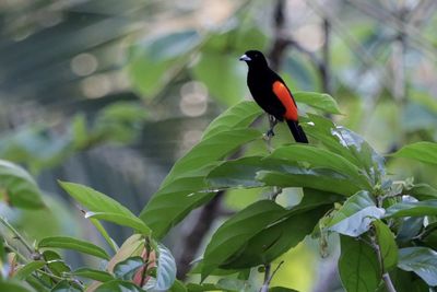 Close-up of bird perching on tree