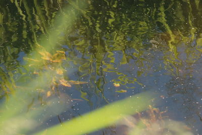 Close-up of raindrops on leaves
