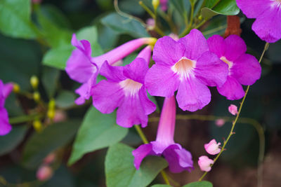 Close-up of pink flowering plant