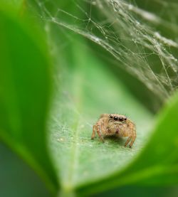 Close-up of spider on leaf