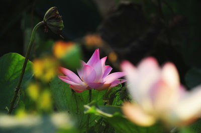 Close-up of pink flowering plant