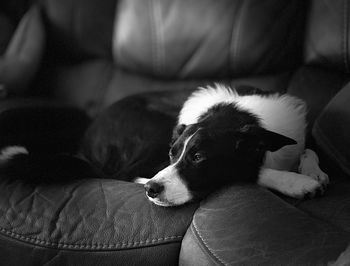 Dog resting on sofa at home