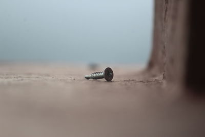 Close-up of nail on table