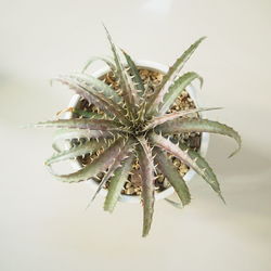 High angle view of dry leaf against white background