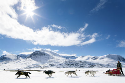 Dogs pulling sleigh