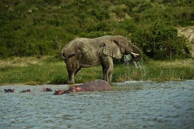 Animal in pond