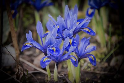 Close-up of purple crocus flowers