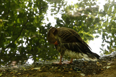 Bird perching on a tree