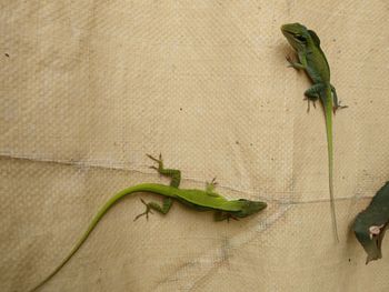 Close-up of lizard on leaf