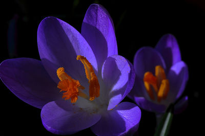 Close-up of purple crocus blooming outdoors