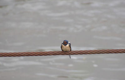 Close-up of bird perching on water