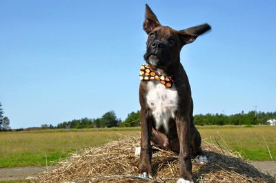 Dog sitting on field against clear sky