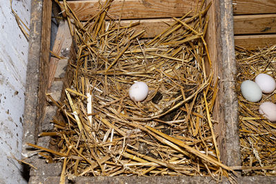 High angle view of easter egg on hay