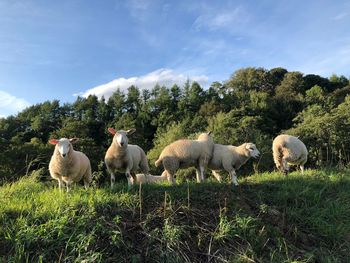 Sheep in a field